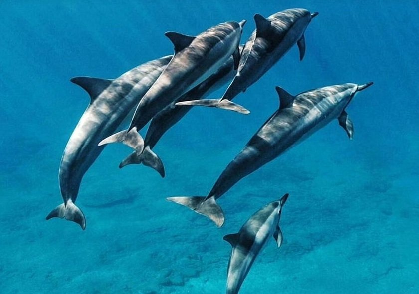 Dolphin Tour Kizimkazi